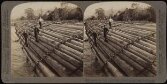 Stereoscopic views of Canada and America thumbnail 2