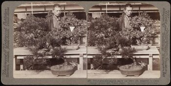 Dwarf Pines and maples in Count Okuma's greenhouse,  Tokyo