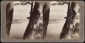 Glorious Fuji seen through the Pines at Lake Motosu