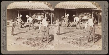 Farmers spreading millet to dry