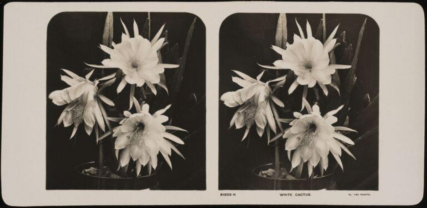 Unknown, White Cactus
