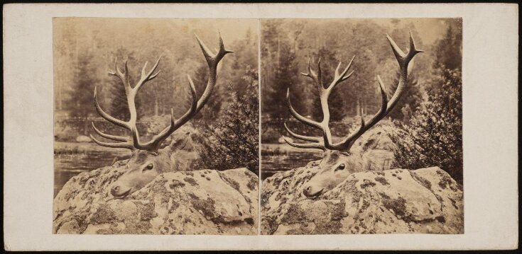 A stag's head upon a rock top image