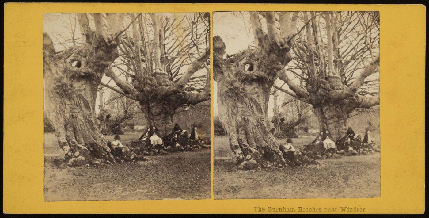 Unknown, The Burnham Beeches near Windsor