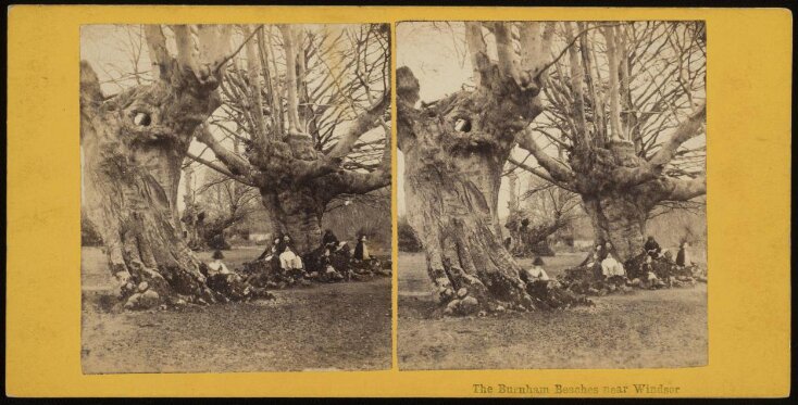 The Burnham Beeches near Windsor top image