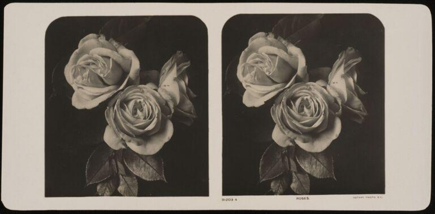 Unknown, Roses