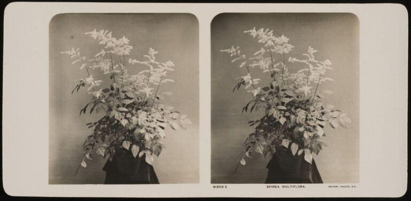 Unknown, Spirea Mutiflora
