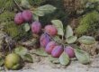 Branch of plums and an apple thumbnail 2
