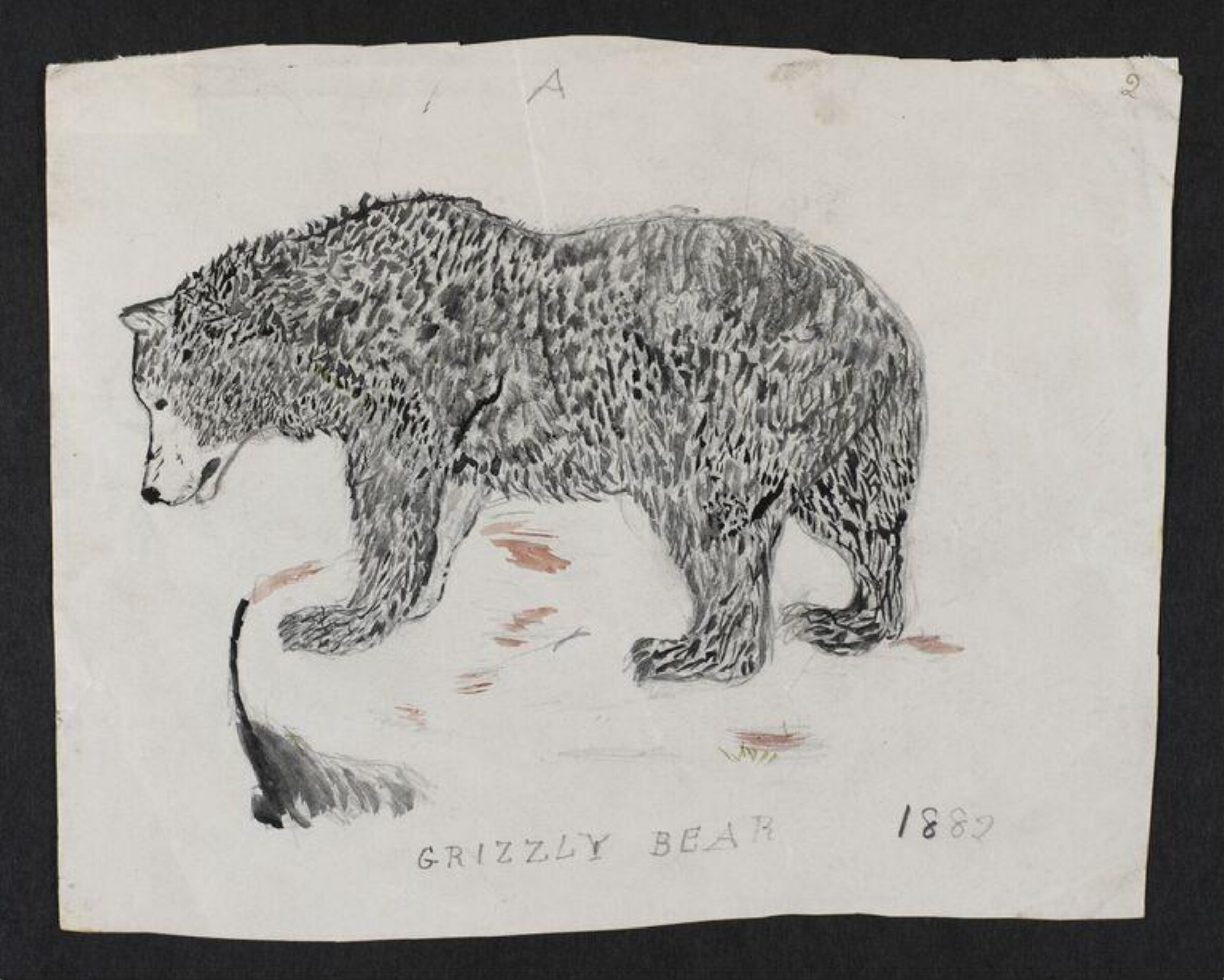 Watercolour, Bertram Potter, 1882