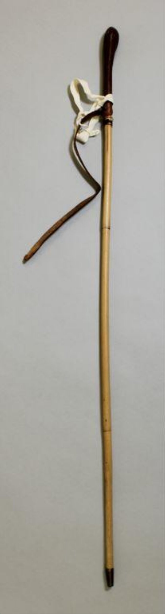 Walking Stick top image