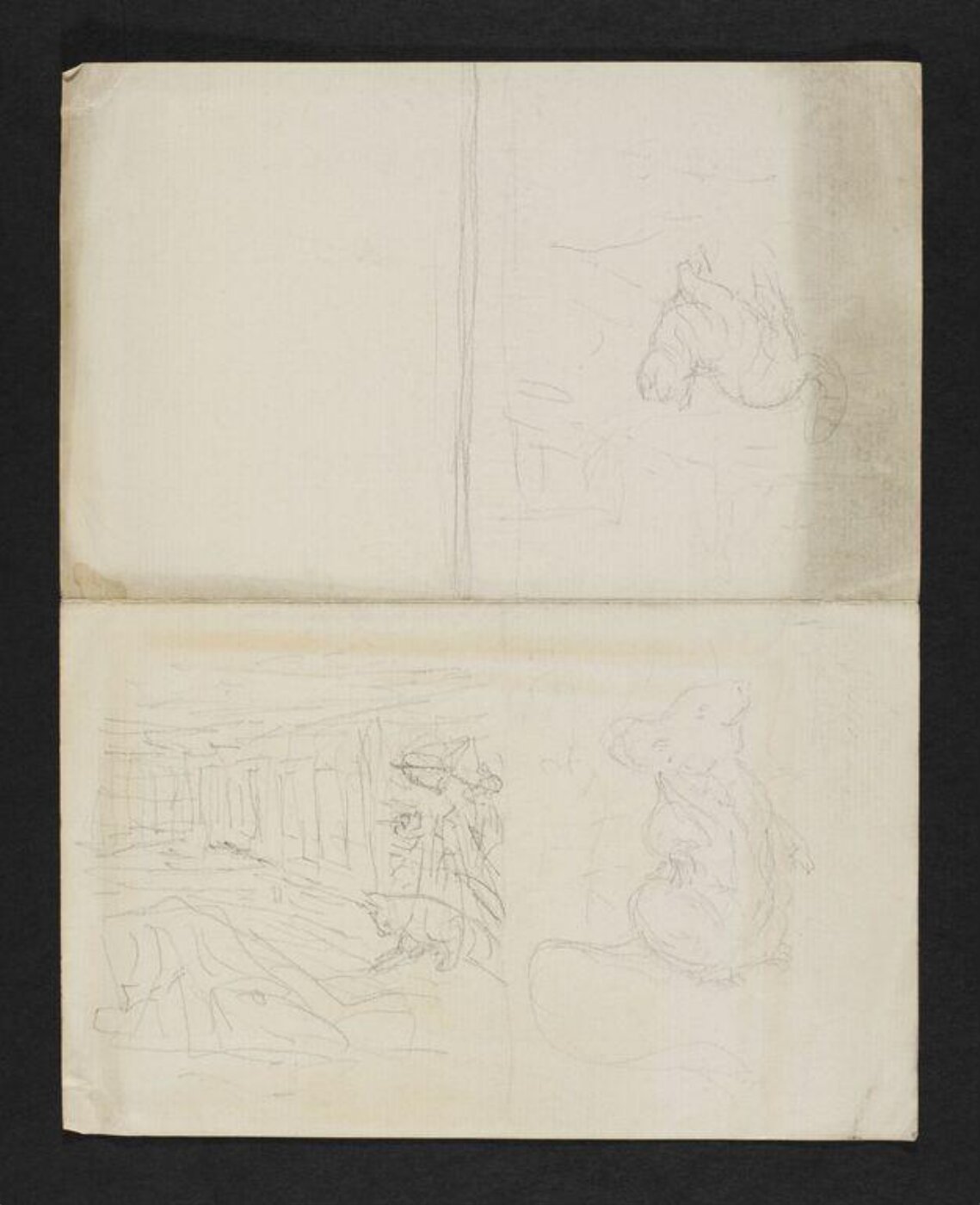 Potter, Beatrix, drawing