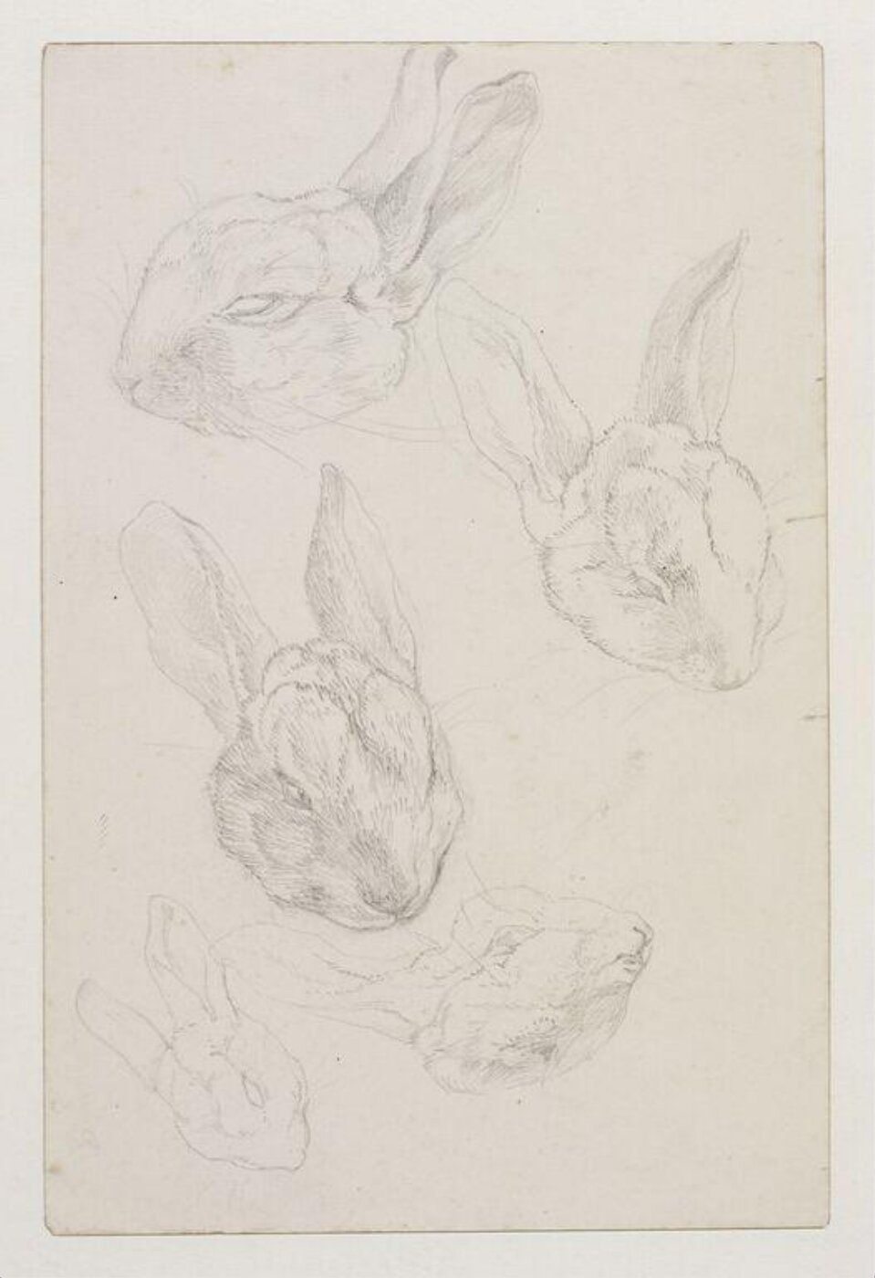 Potter, Beatrix, drawing