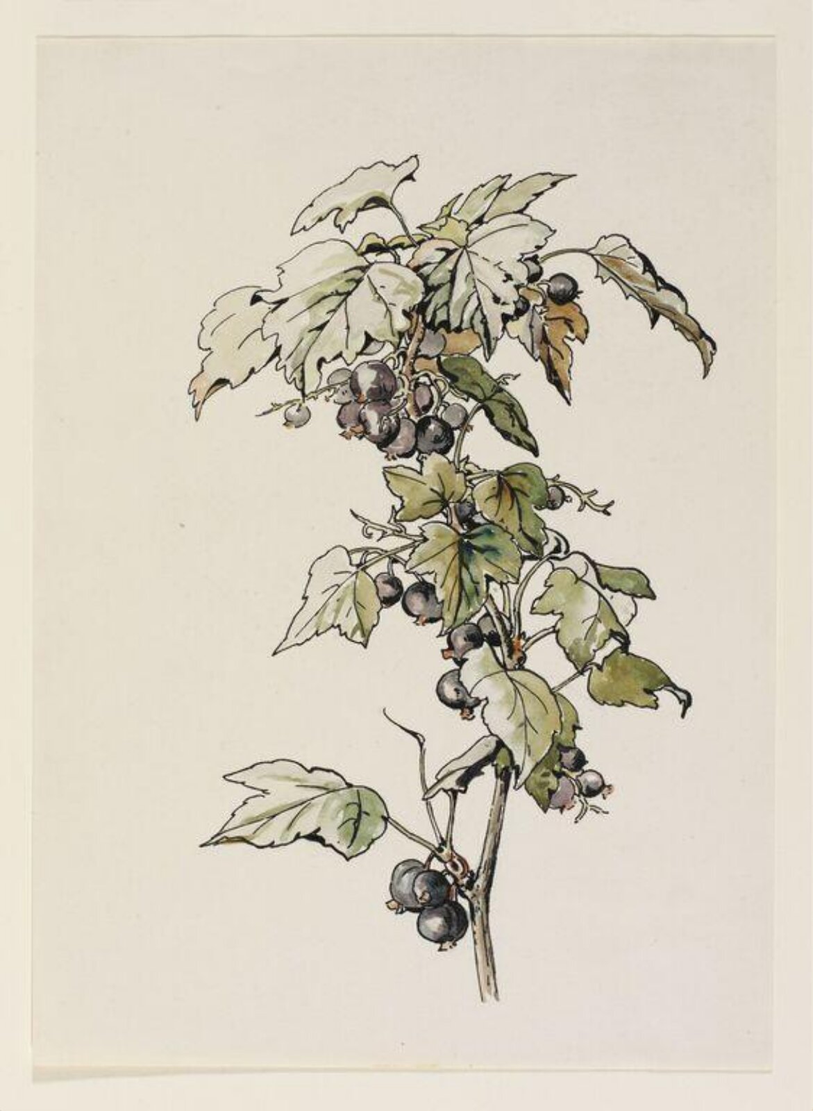 Watercolour, Beatrix Potter, early 20th century