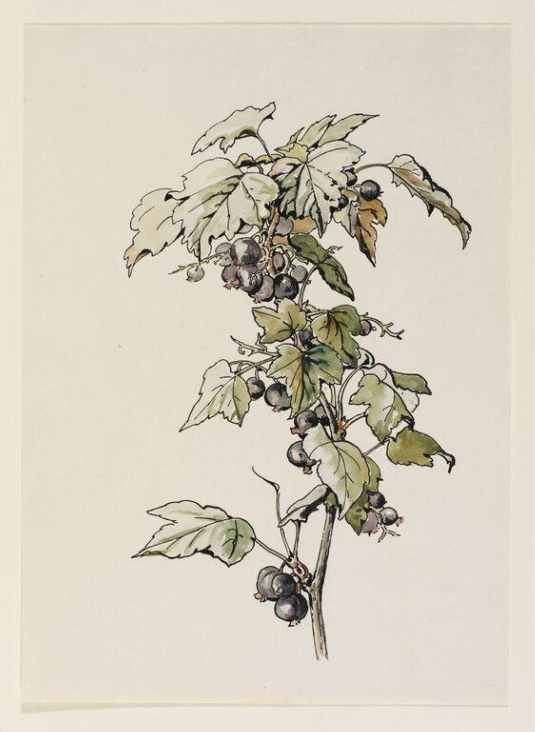 Watercolour, Beatrix Potter, early 20th century