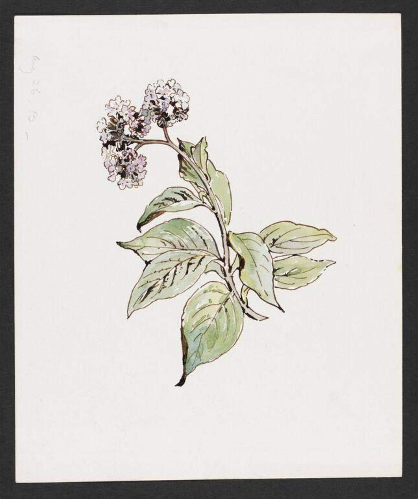 Watercolour, Beatrix Potter, early 20th century