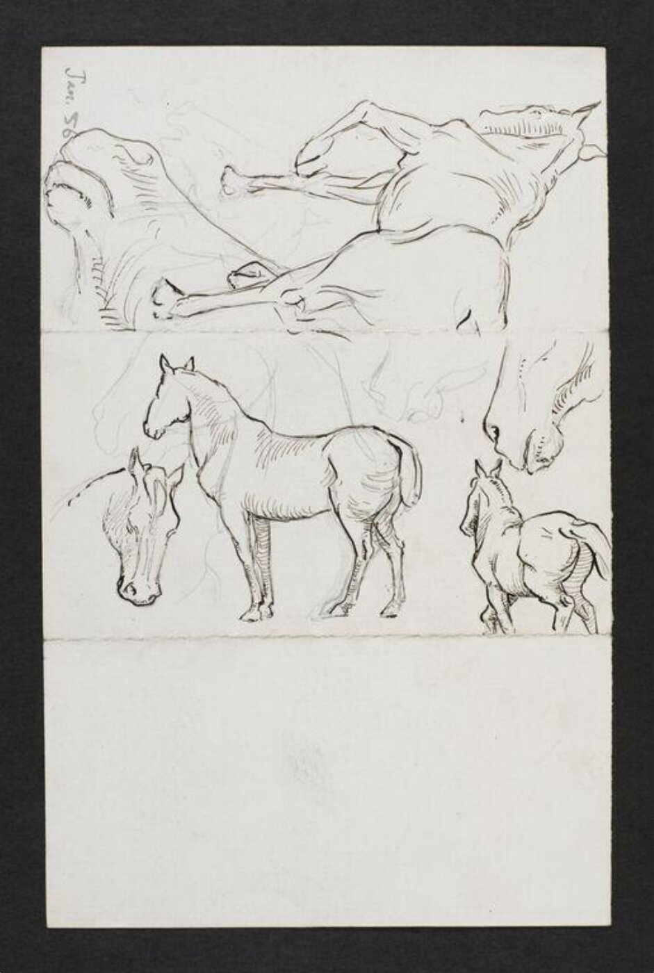 Potter, Beatrix, drawing
