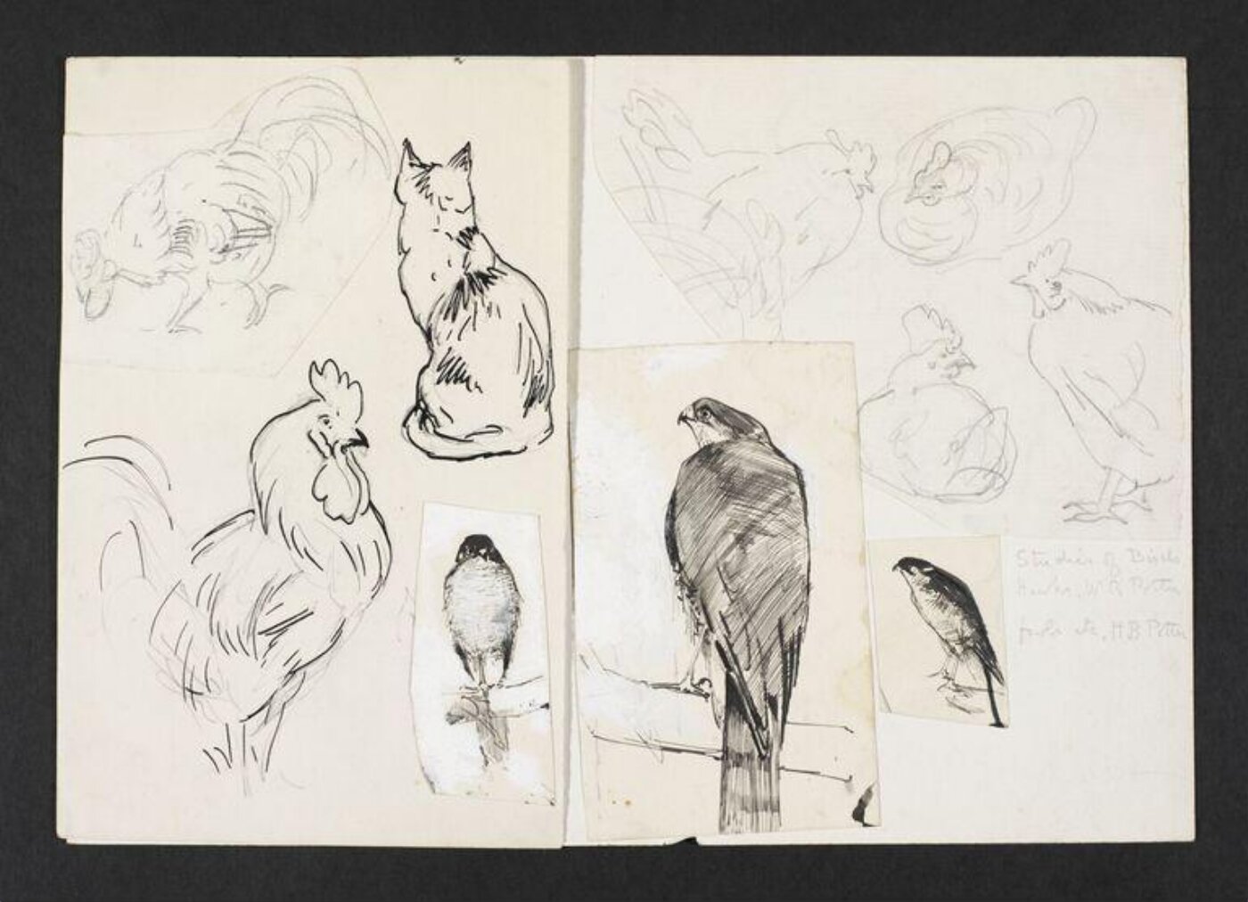 Potter, Beatrix, drawing