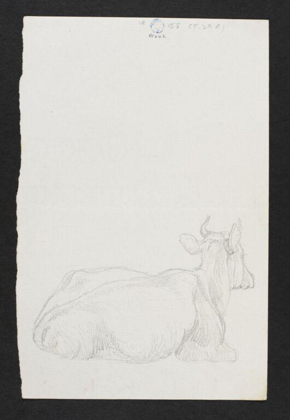 Potter, Beatrix, drawing