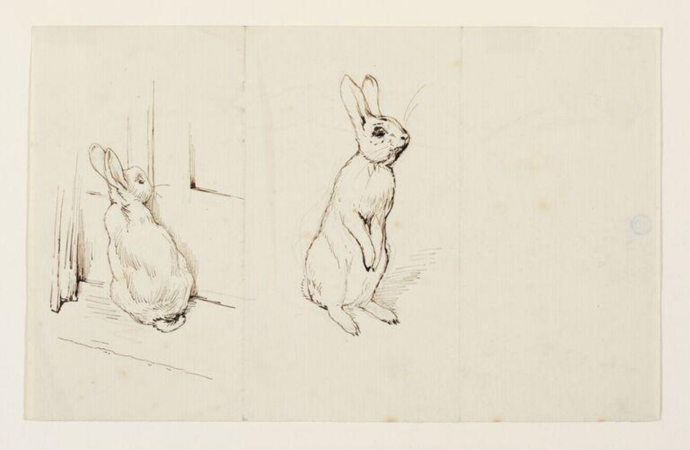Potter, Beatrix, drawing