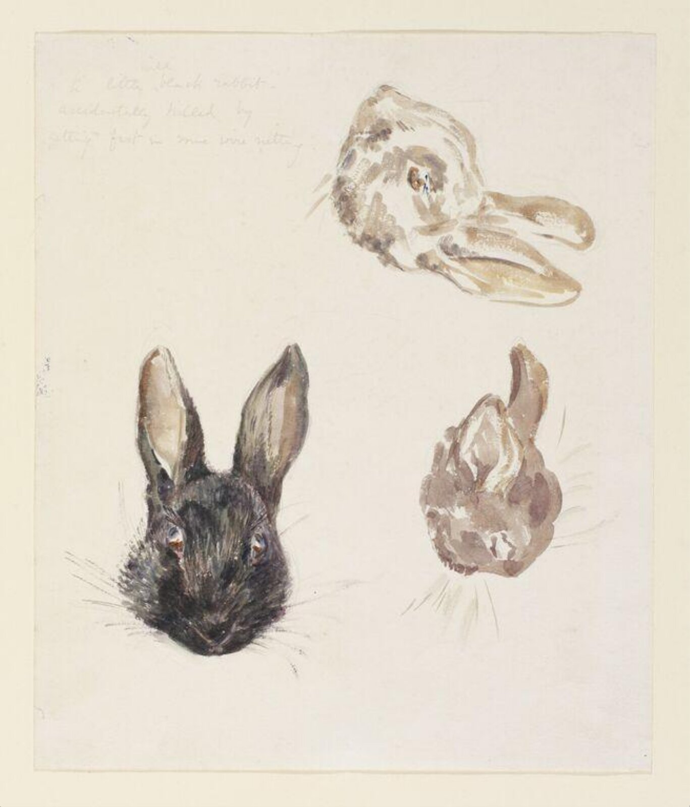 Watercolour, Beatrix Potter, ca. 1904