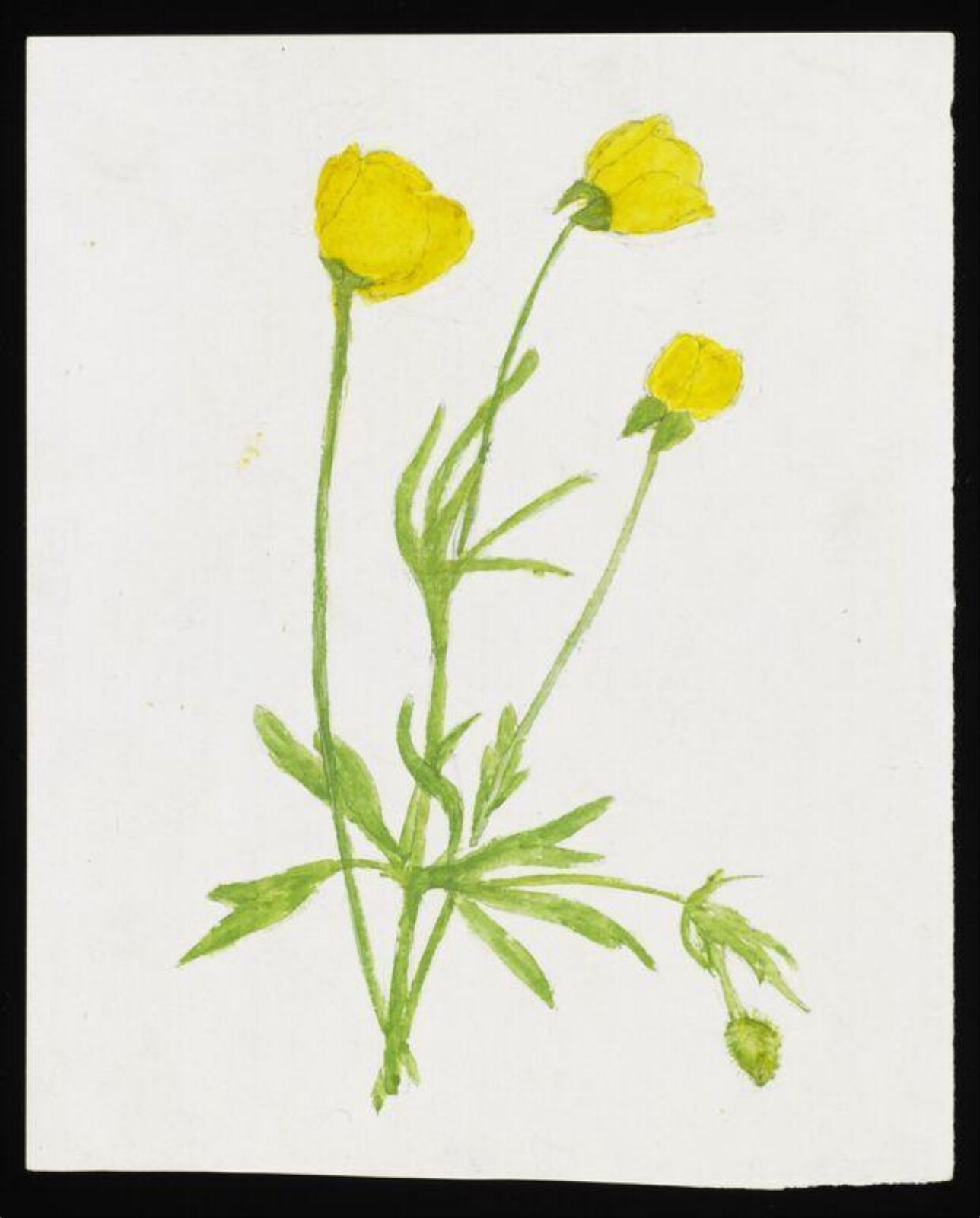 Watercolour, Beatrix Potter, ca. 1877