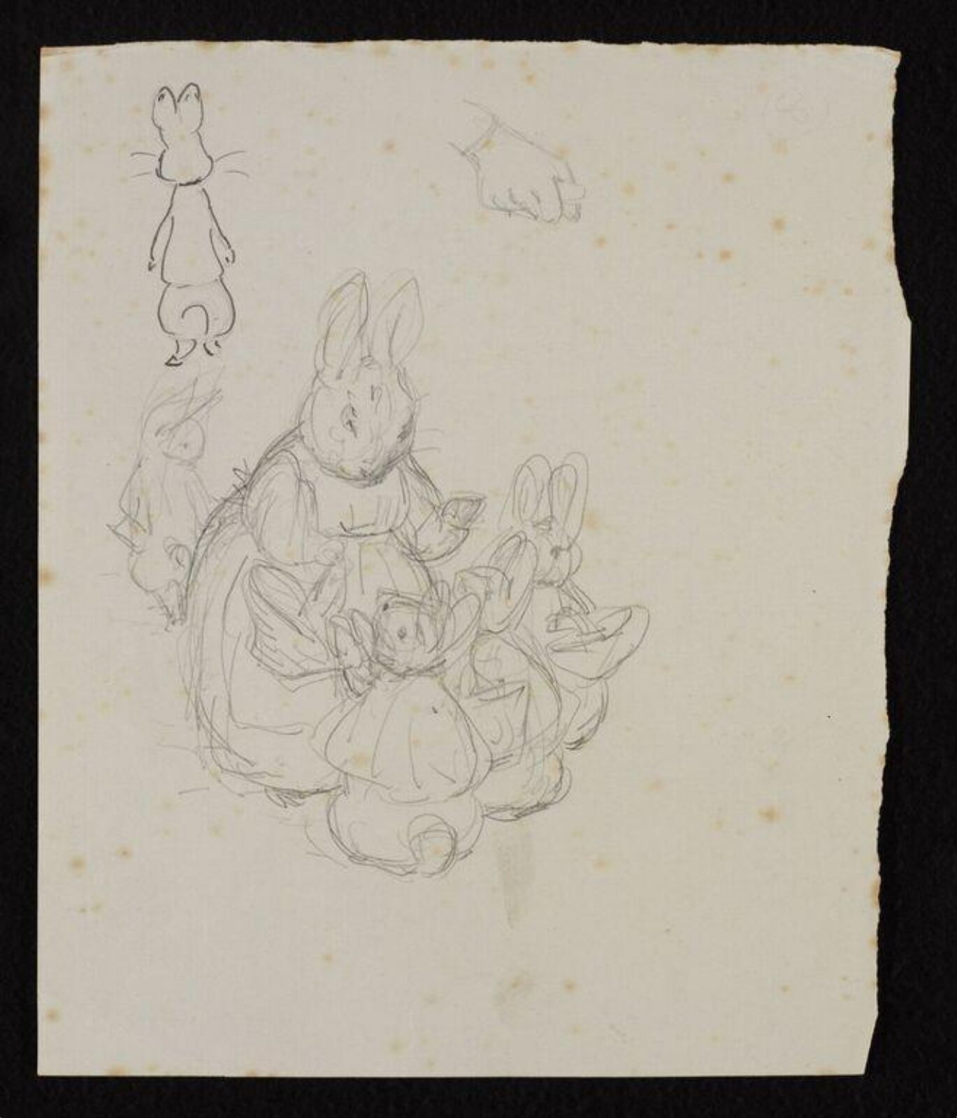 drawing, Beatrix Potter, 1900-1