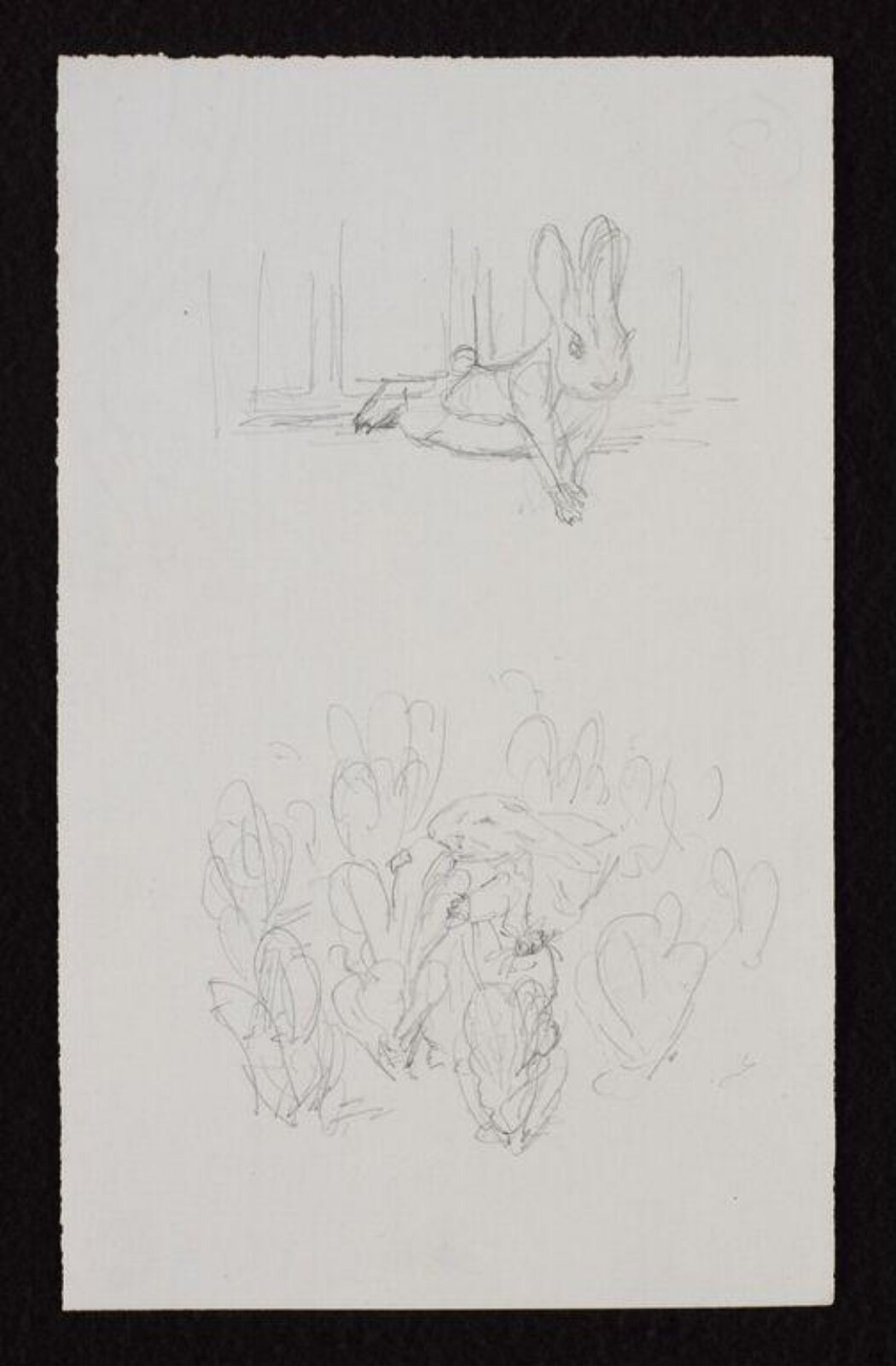 drawing, Beatrix Potter, 1900-1