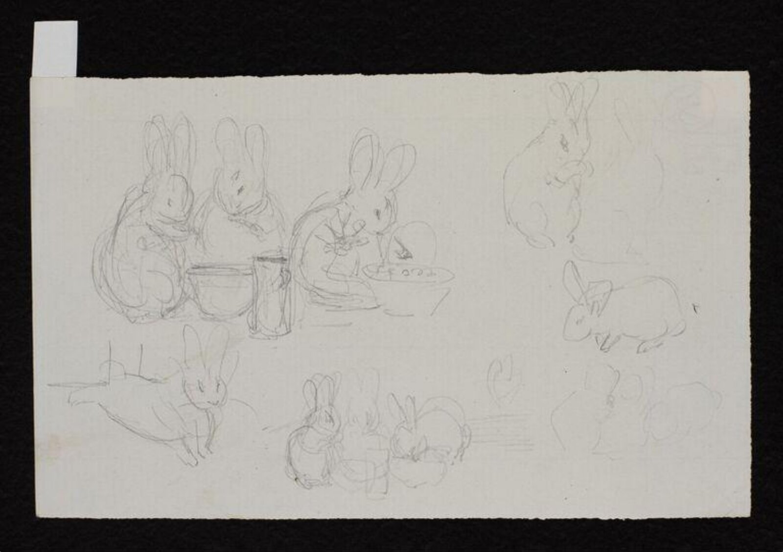 drawing, Beatrix Potter, 1900-1