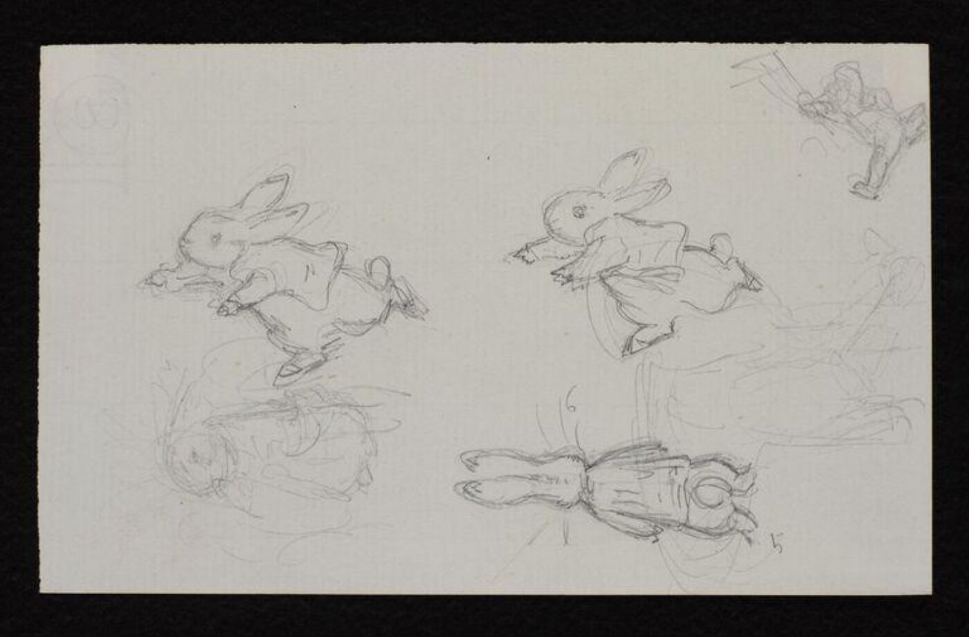 Potter, Beatrix, drawing