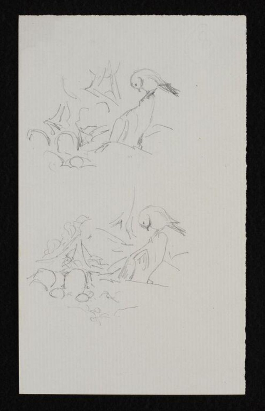 Potter, Beatrix, drawing