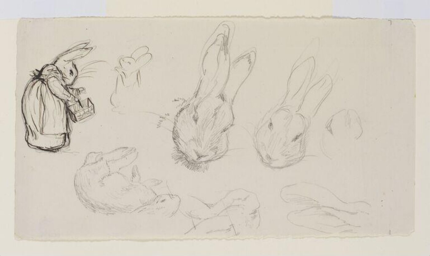 Potter, Beatrix, drawing