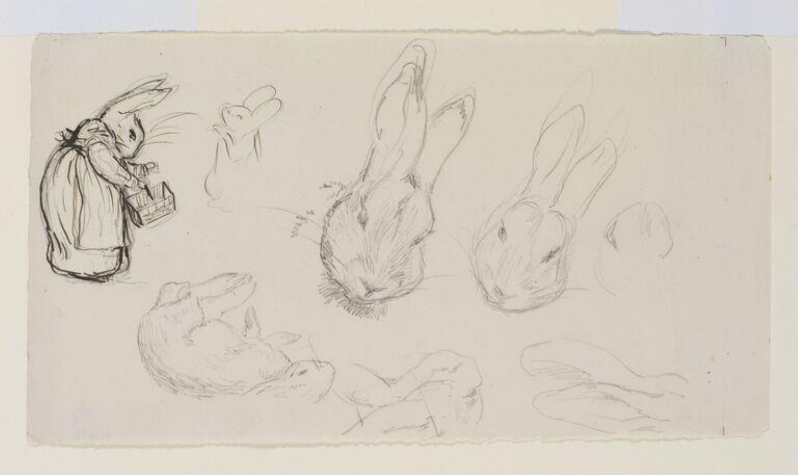 drawing, Beatrix Potter, 1900-1