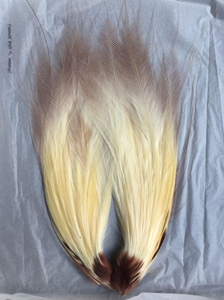 Feather top image