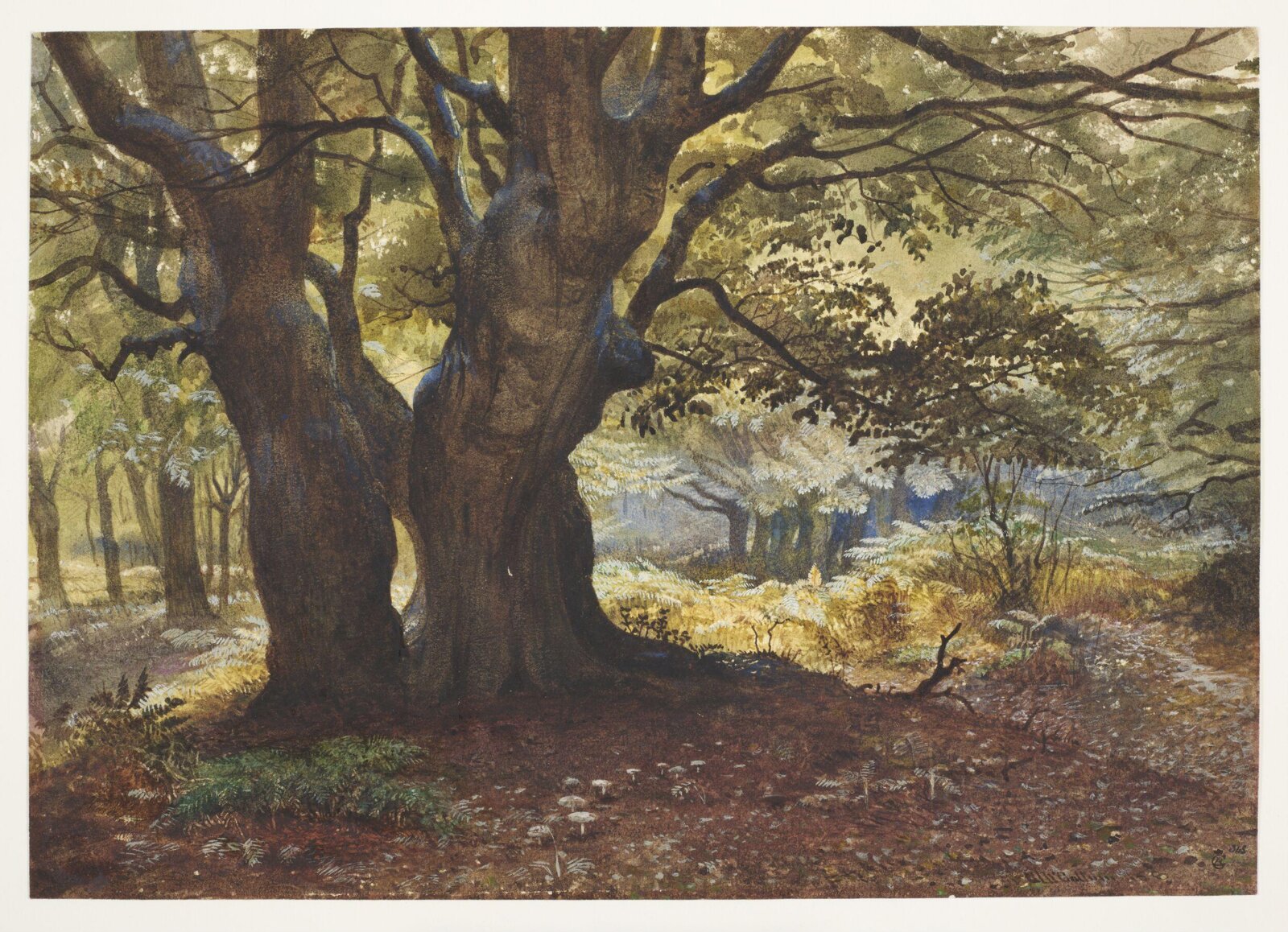 Study of beeches at Epping, Andrew MacCullum, 1858