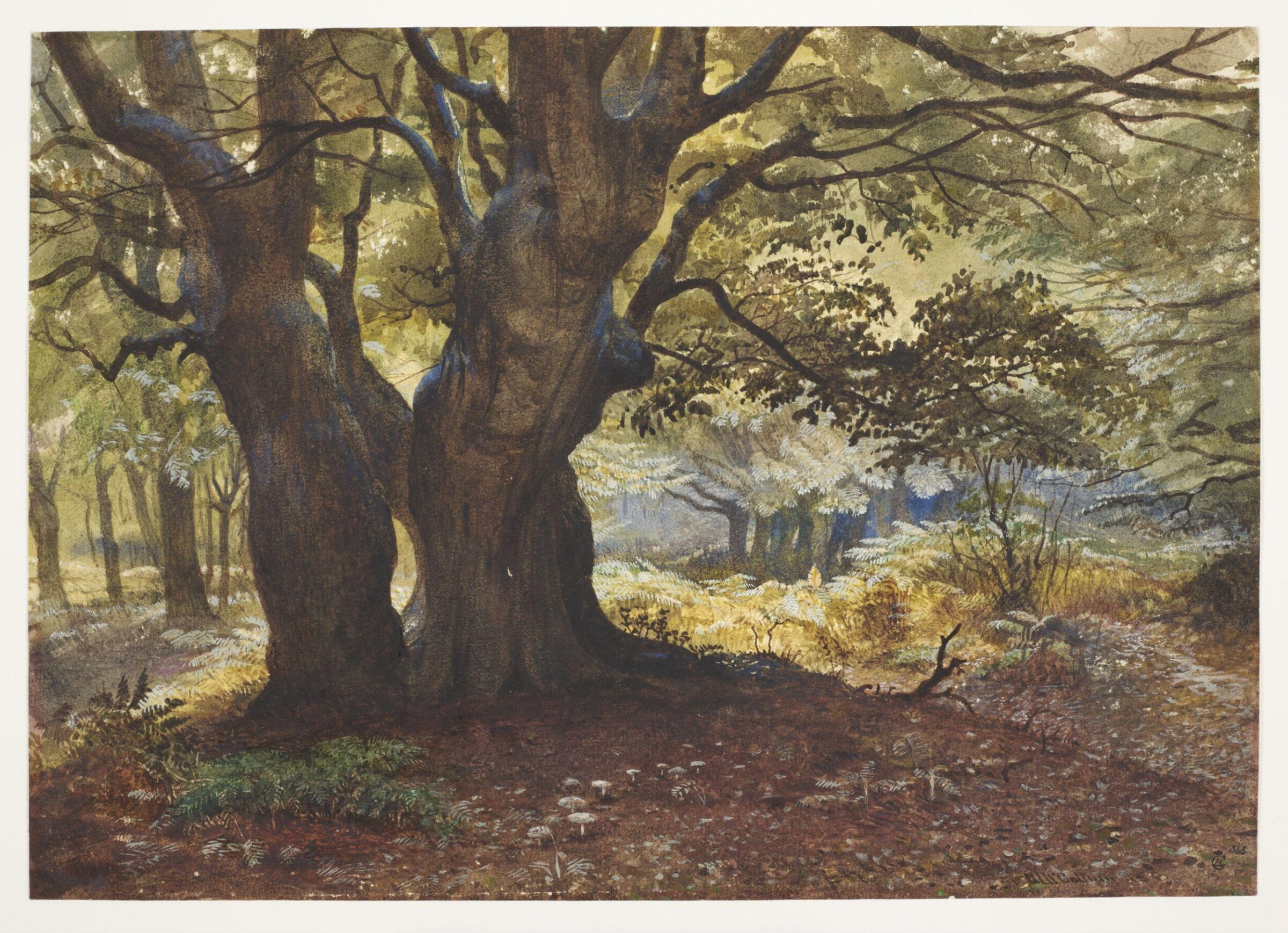Study of beeches at Epping, Andrew MacCullum, 1858
