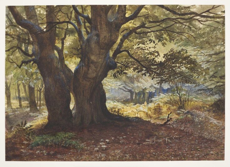 Study of beeches at Epping top image
