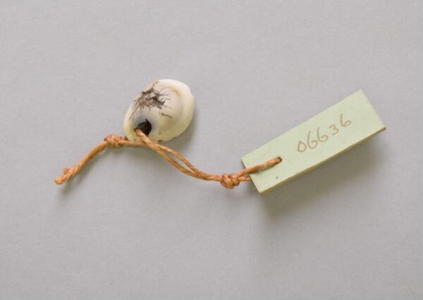 Shell | V&A Explore The Collections