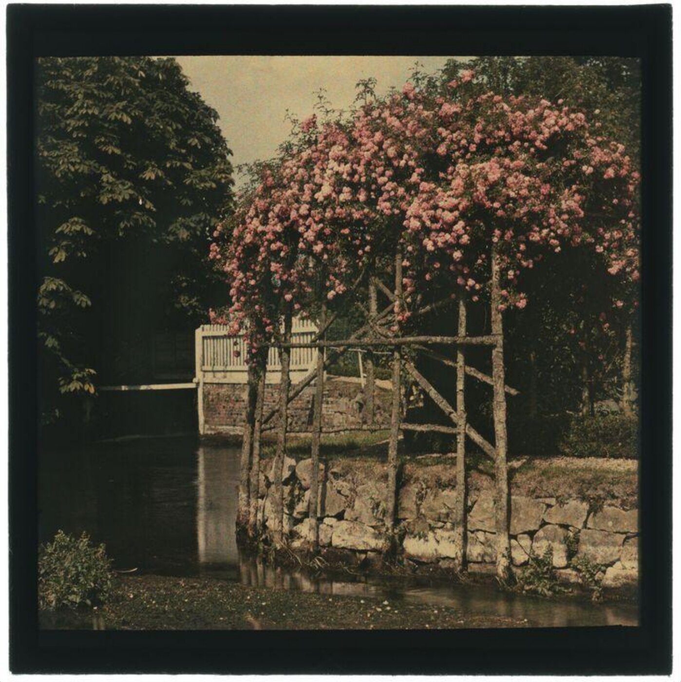 Unknown, Rose trellis