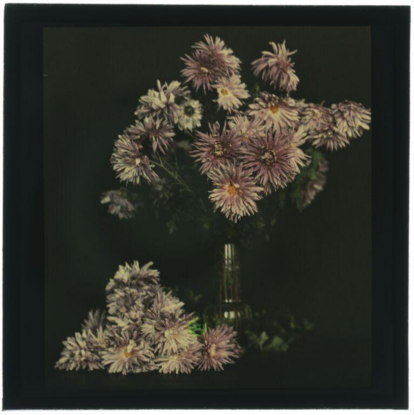 Unknown, Wildflowers