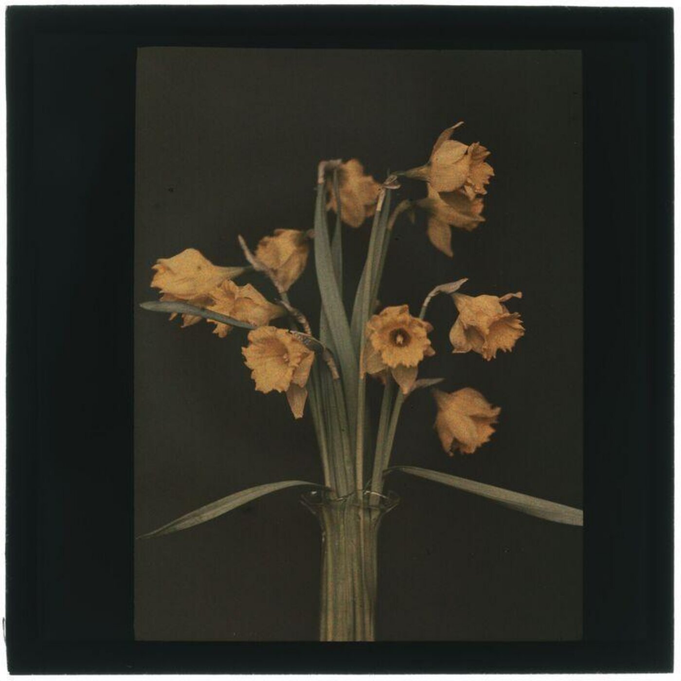 Unknown, Daffodils