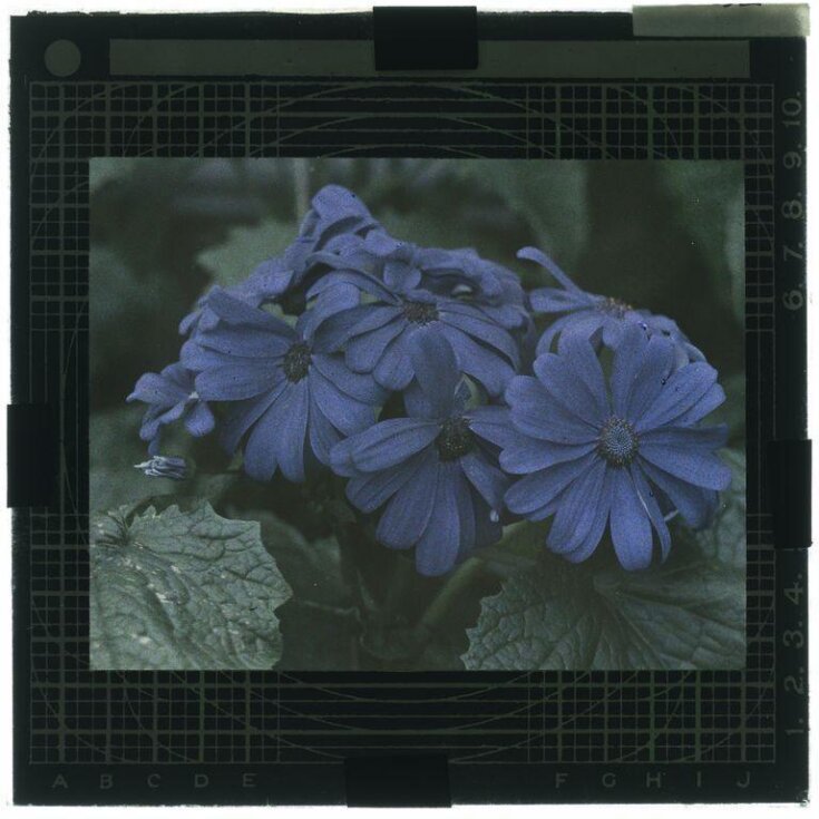 Blue flowers top image