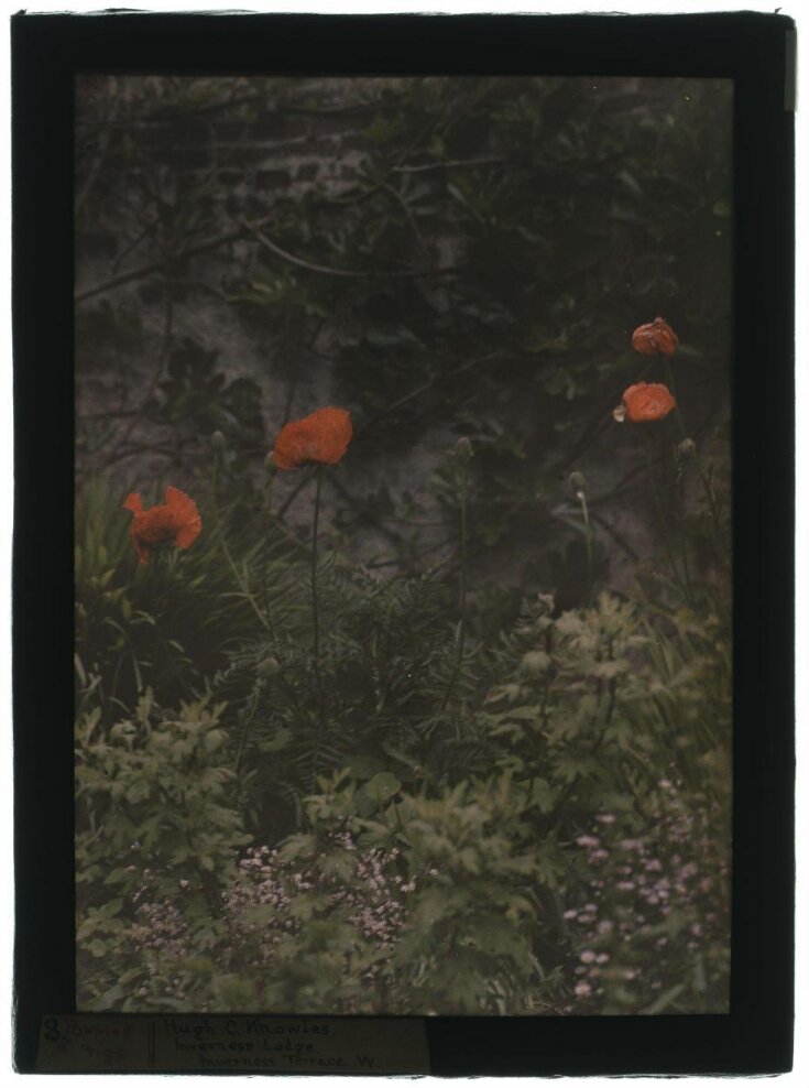 Poppies and figs top image