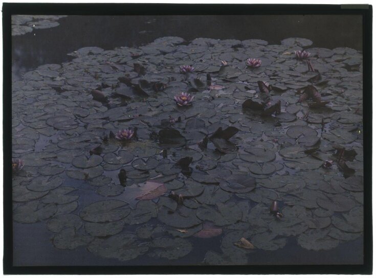 Water lilies top image