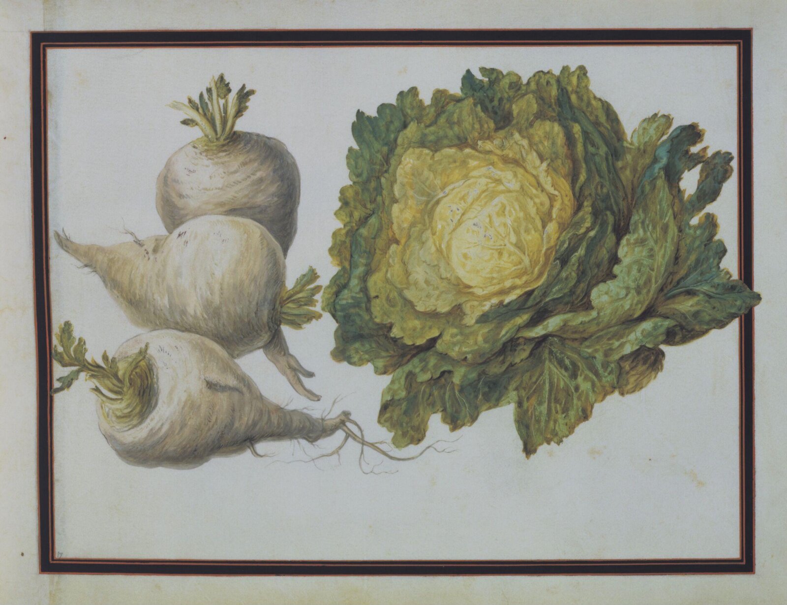 Watercolour drawing, Claude Aubriet, c.1690