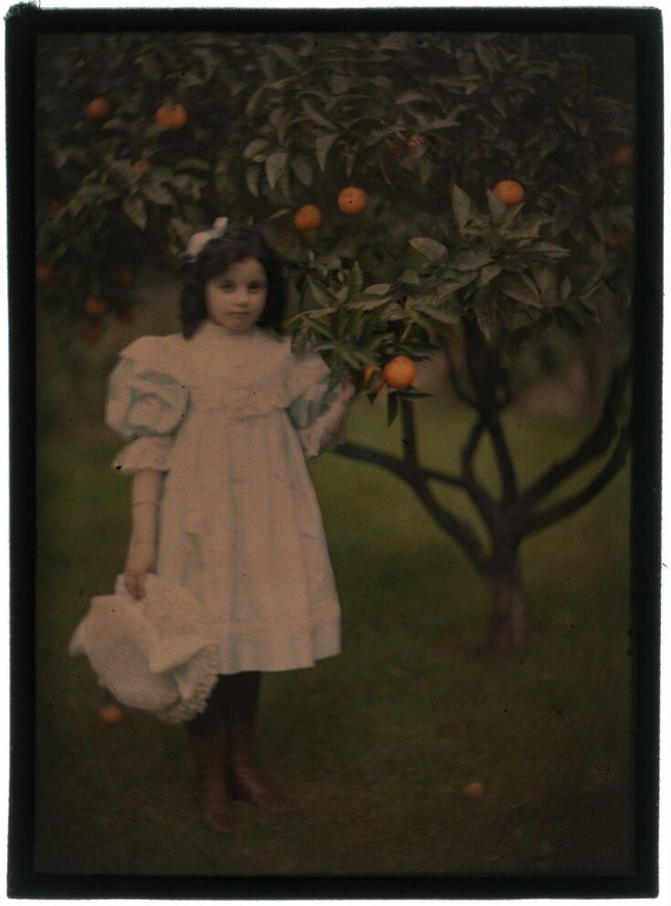 Peggy by the Orange Tree top image