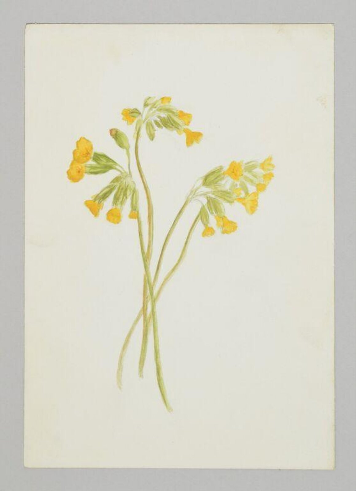 Watercolour, Beatrix Potter, ca.1880