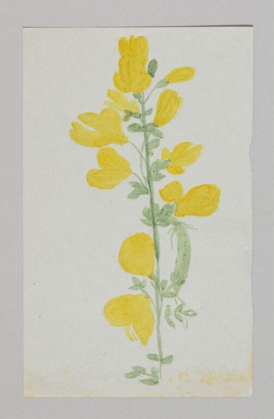 Watercolour, Beatrix Potter, 5/7/1877