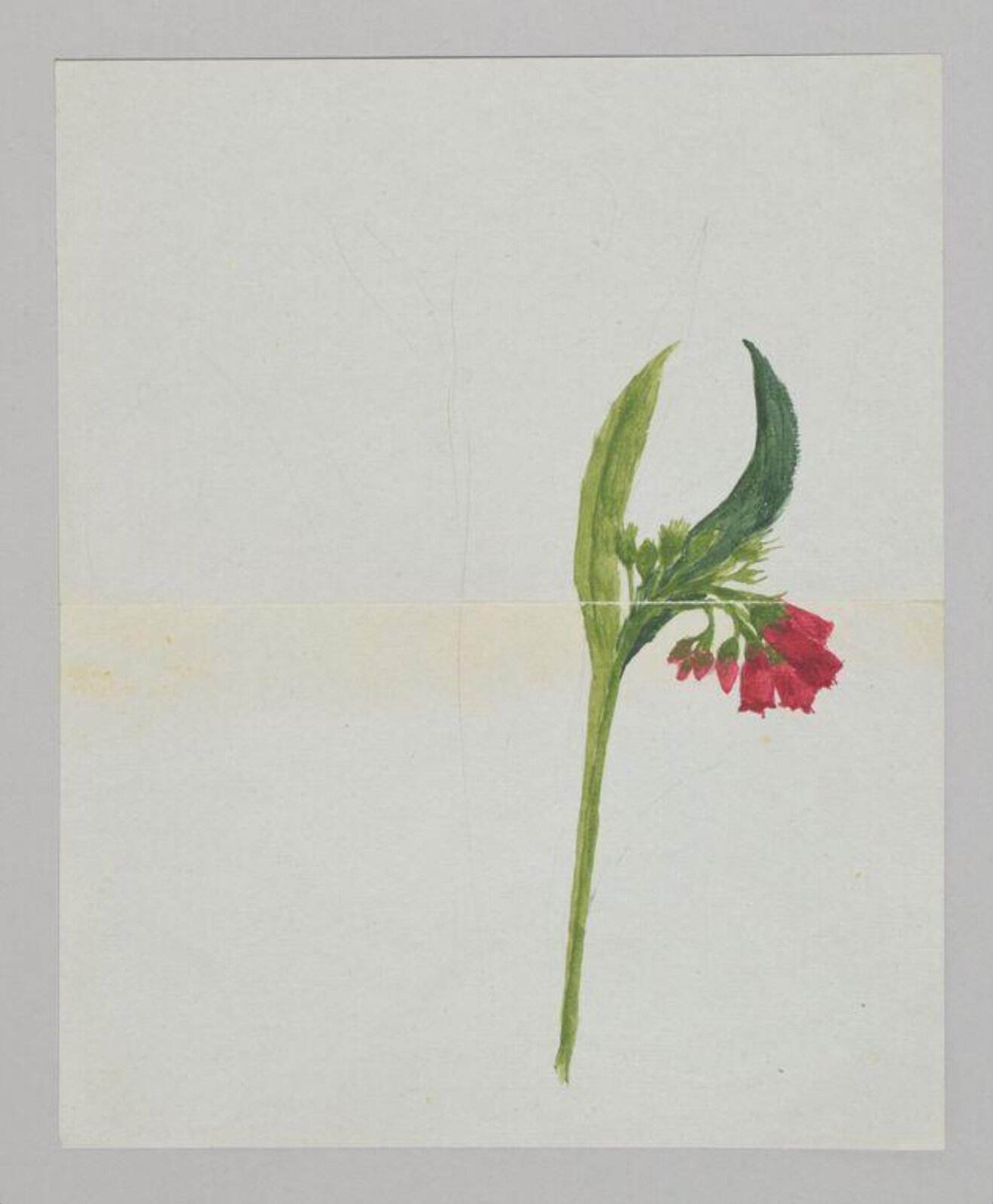 Watercolour, Beatrix Potter, ca. 1877