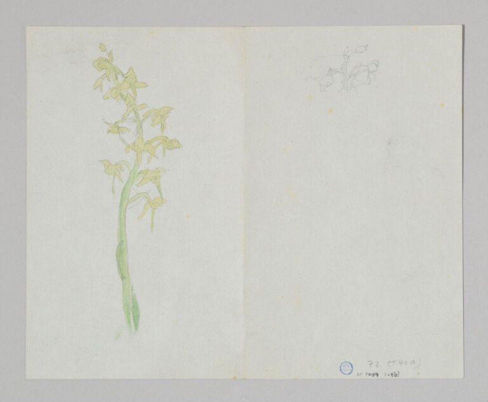 Watercolour, Beatrix Potter, ca. 1877