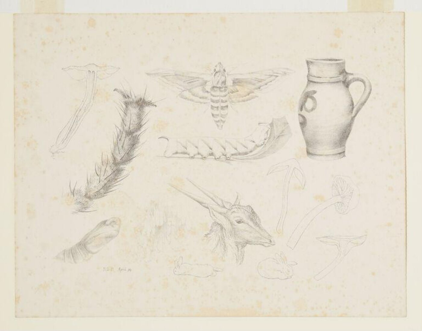 Potter, Beatrix, print