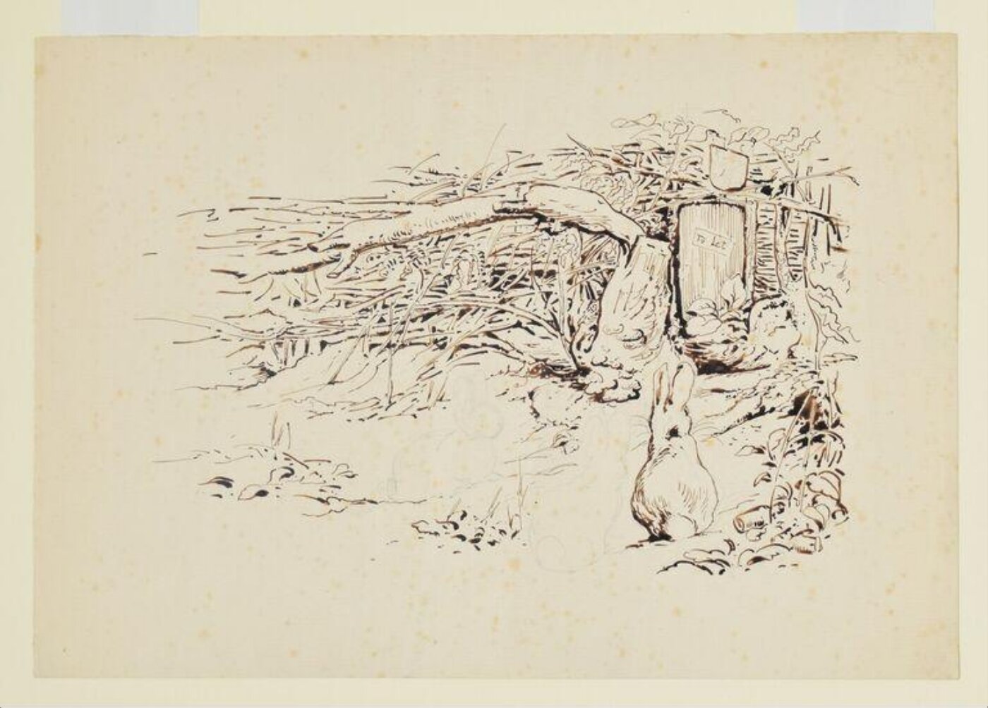 Potter, Beatrix, drawing